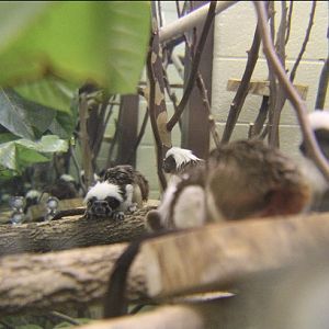Tamarins in the Bathroom
