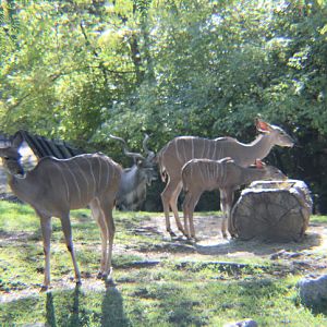 Kudu family