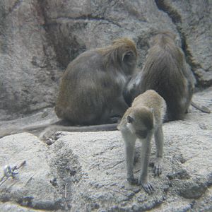 Long tailed macaques