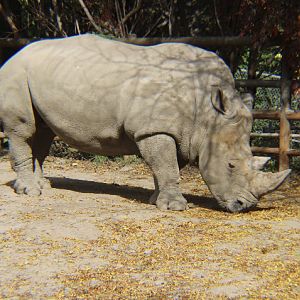 Rhino - Indy Zoo