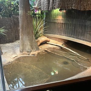 World of Reptiles - Dwarf Crocodile Exhibit