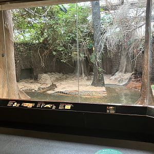 World of Reptiles - Cuban Crocodile Exhibit