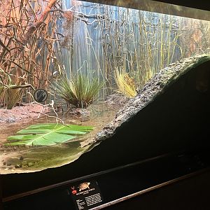 World of Reptiles - McCord’s Box Turtle Exhibit