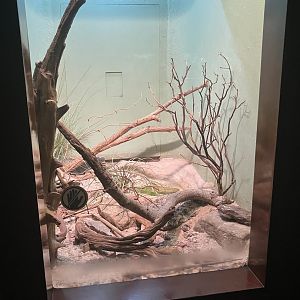 World of Reptiles - Milos Viper Terrarium