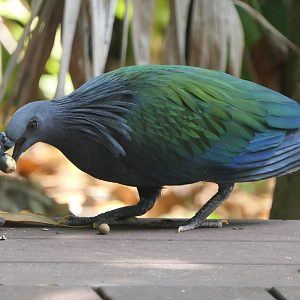 Nicobar Pigeon - Green Island, Nov 4 2023