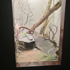 World of Reptiles - Frilled Lizard/Shingleback Skink Terrarium