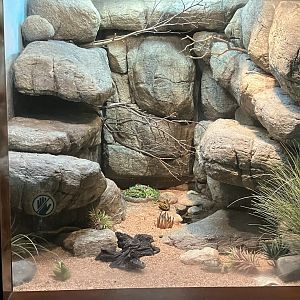 World of Reptiles - Pancake Tortoise/Egyptian Tortoise/Mozambique Girdled Lizard/Common Flat Lizard Terrarium