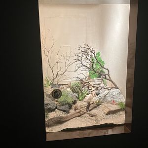 World of Reptiles - Aruba Island Rattlesnake Terrarium