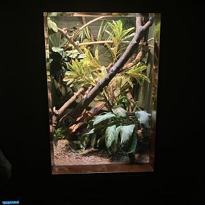 World of Reptiles - Green Tree Python Terrarium