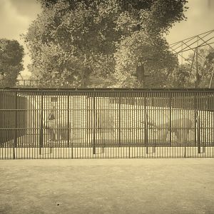 London Zoo 1904: The Polar Bears' Den