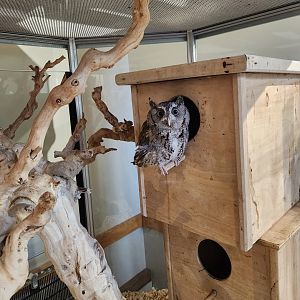 Darien Nature Center (CT) - Eastern Screech Owl