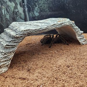 Darien Nature Center (CT) - Chilean Rose Tarantula