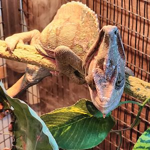Darien Nature Center (CT) - Veiled Chameleon