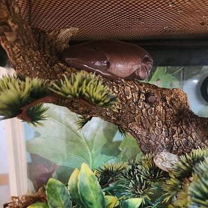 Darien Nature Center (CT) - Litoria caerulea