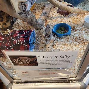 Darien Nature Center (CT) - Sugar Glider sign