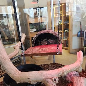 Darien Nature Center (CT) - Ball Python + enclosure