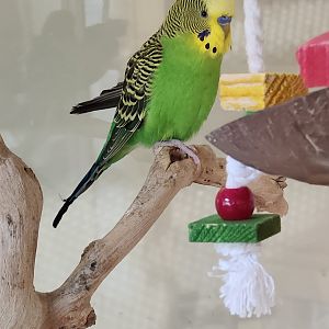 Darien Nature Center (CT) - Budgerigar