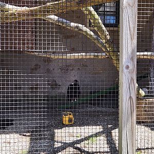 New Canaan Nature Center - Turkey Vulture