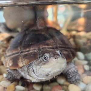 New Canaan Nature Center - Pelusios castaneus