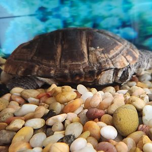 New Canaan Nature Center - Pelusios castaneus side