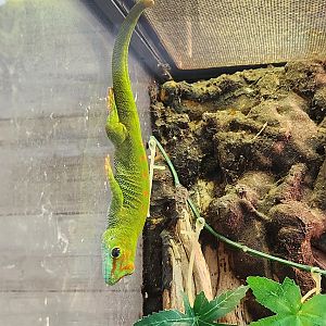New Canaan Nature Center - Phelsuma grandis
