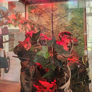 New Canaan Nature Center - Brown Anole exhibit