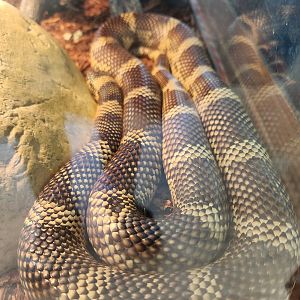 New Canaan Nature Center - King Snake