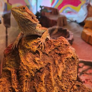New Canaan Nature Center - Pogona vitticeps