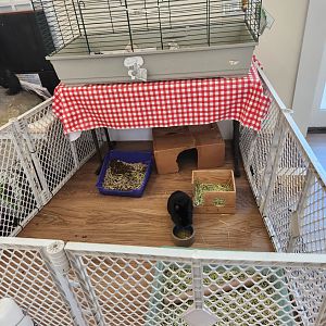 New Canaan Nature Center - Rabbit pen