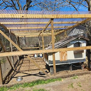 New Canaan Nature Center - Chicken exhibit