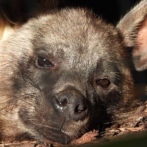 Brown Hyena- 6th November 2023