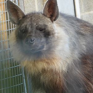 Brown Hyena- 6th November 2023