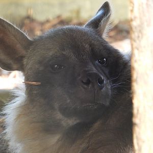 Brown Hyena- 6th November 2023