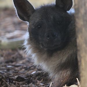 Brown Hyena- 6th November 2023