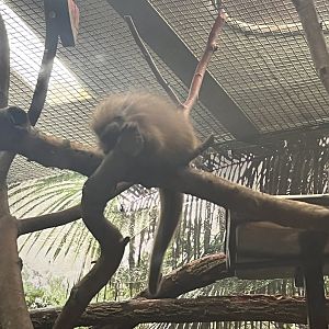 Baby Prehensile Tailed Porcupine