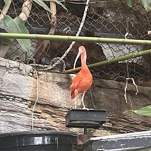Scarlet Ibis