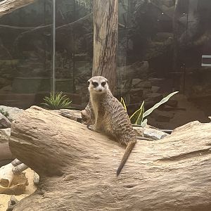 Meerkat