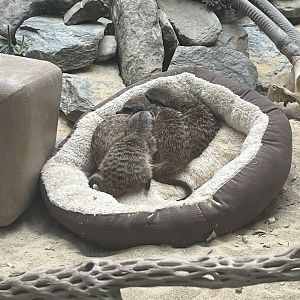 Meerkat Pups