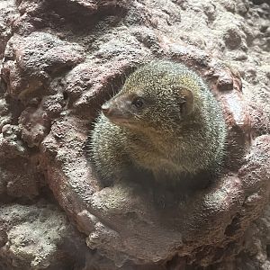 Dwarf Mongoose