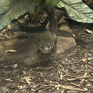 Northern Tree Shrew
