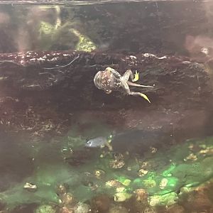 Panamanian Golden Frog Tadpole