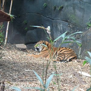 Taronga 2012 - Sumatran Tiger