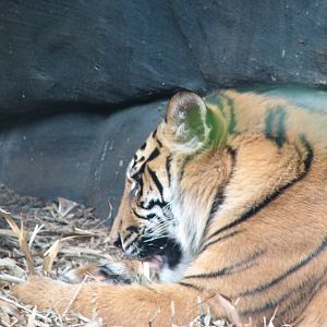 Taronga 2012 - Sumatran Tiger