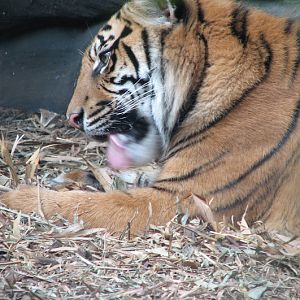 Taronga 2012 - Sumatran Tiger