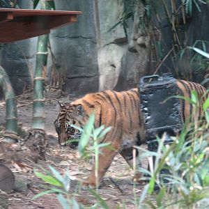 Taronga 2012 - Sumatran Tiger