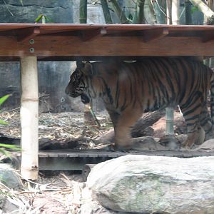 Taronga 2012 - Sumatran Tiger