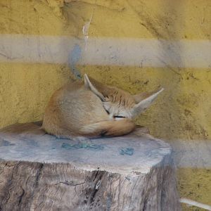 Taronga 2012 - Fennec Fox