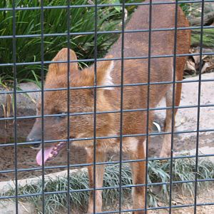 Taronga 2012 - Dhole
