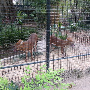 Taronga 2012 - Dholes