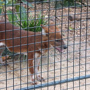 Taronga 2012 - Dhole